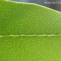 Acrostichum aureum (Golden Leather Fern) in Chinaman Creek ミミモチシダ<br />Canon EOS KDX (400D) + EFS60 F2.8